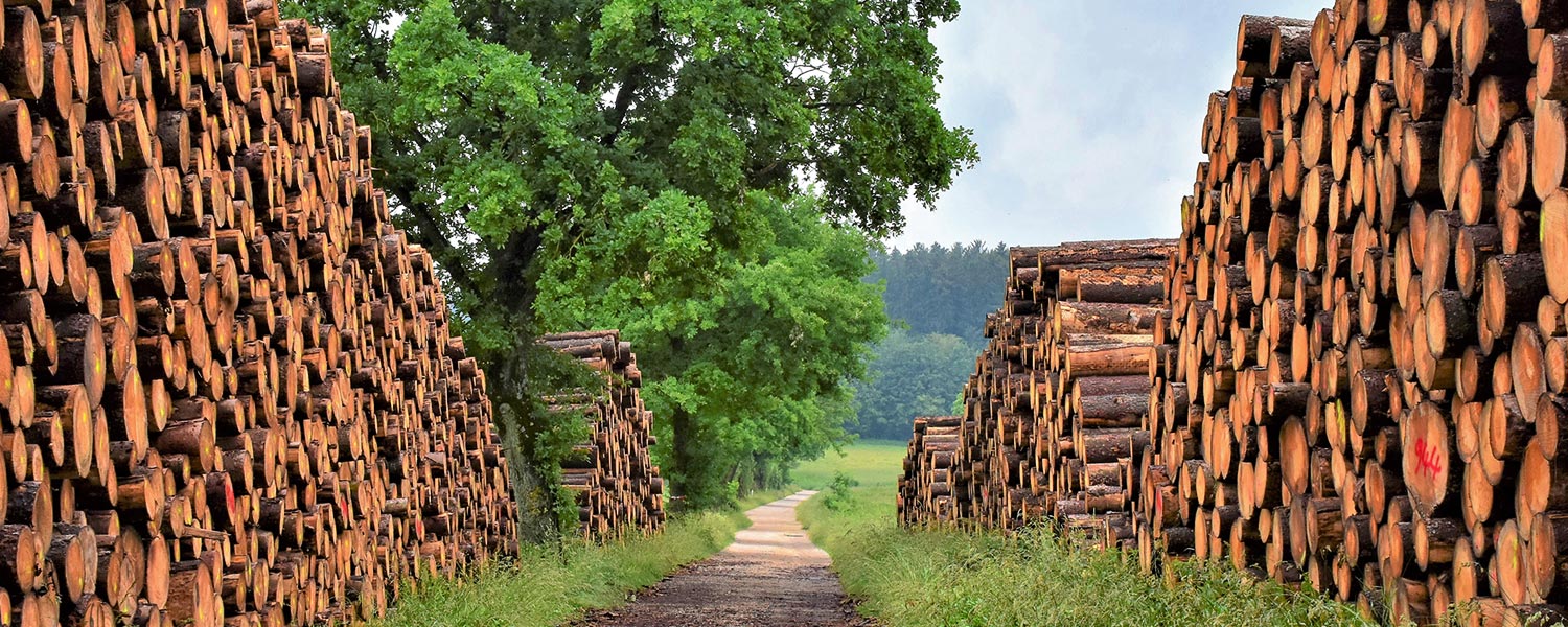 slider-wandersaege-suedtirol-holzbau-sega-mobile-alto-adige-costruzioni-legno